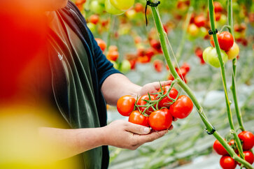 REO-tomaten, een Belgische trots
