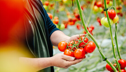 REO-tomaten, een Belgische trots