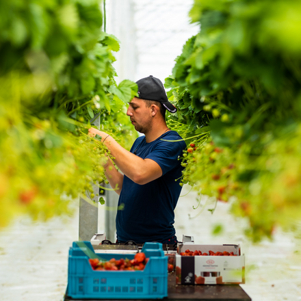 Buurtsuper-Aarbeienteler-Hoogstraten-20210603-web-049.jpg
