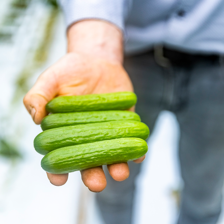 Vooral in de snack-komkommers ziet Peter veel toekomst.