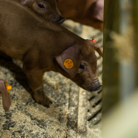 Buurtsuper-Duroc-Dolives-20221207-014.jpg