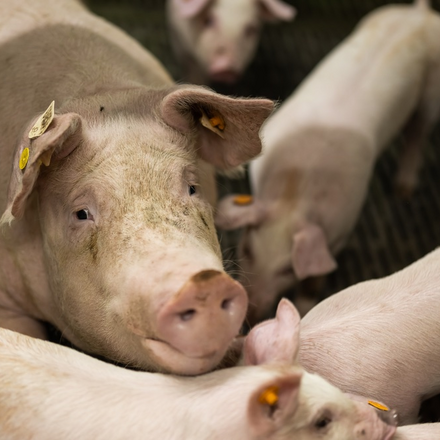 Buurtsuper-Duroc-Dolives-20221207-015.jpg