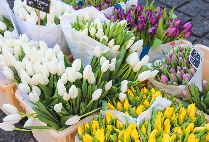 Week van de tulp