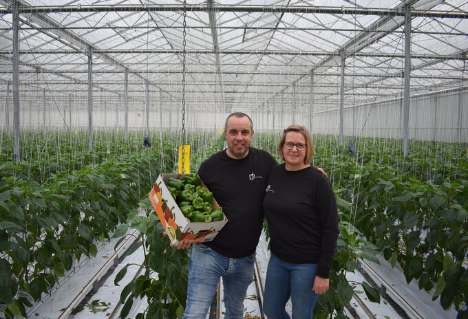 Eerste groene paprika’s