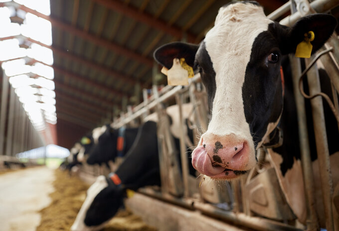 Milcobel verliest 400 melkboeren aan nieuwe concurrent