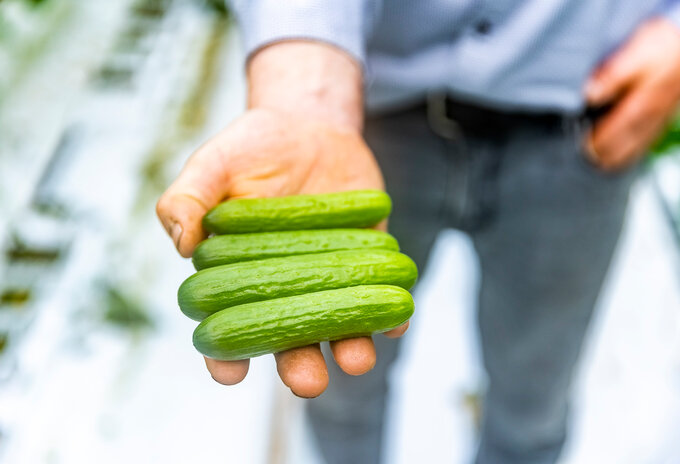 Veroverden de snack-komkommers ook jouw hart?