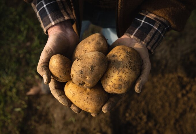 Aardappelverbruik onder druk