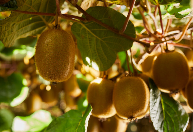 EU-goedgekeurde gezondheidsclaim voor groene kiwi's