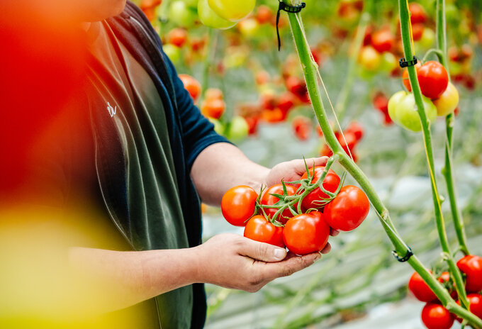 REO-tomaten, een Belgische trots