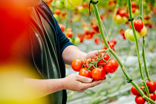 REO-tomaten, een Belgische trots